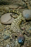 Gila monster (Echse)