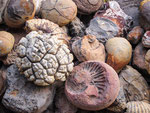 ....Versteinerungen und Findlinge aus dem Urmeer