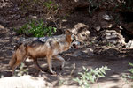 Desert Wolf (Wolf der Wüste)