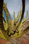 Organ Pipe Cactus