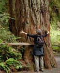 Redwoods - and this is a small one....