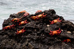 .....Galapagos "Sally Lightfood Grab" can be seen from long distances.....