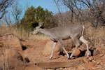 White tail deer