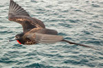 ....Frigate-Birds are fantastic flyers and steel food from other birds....