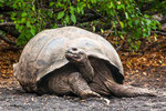 ....the Galapagos Tortoise lives entirely on land.....