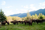 The buffalos of Mark and Irene in McBride