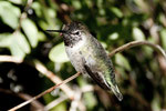 Costa´s Hummingbird (Kolibri)