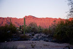 Glühende Saguaro Wüste