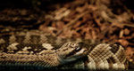 Western diamondback rattlesnake (Klapperschlange)