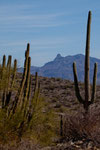 rechts Saguaro und links Organ Pipe Cactus