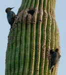 Gila Woodpecker