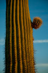 Saguaro: ein neuer Arm treibt aus