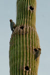 Gila Woodpecker