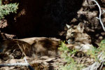 ... ein Mountain Lion (Puma)