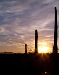 Sonnenuntergang im "Organ Pipe Cactus NM" ....