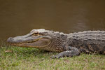 Mr. Alligator mit den großen Zähnen