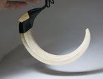 #N5 : big Kunekune Pig Tusk with Engraving / 117mm wide