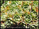 Saxifraga paniculata, Steinbrech Rosette