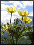 Pulsatilla alpina ssp. apiifolia, Schwefelanemone