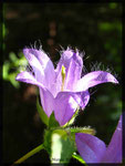 Campanula trachelium, Nesselblättrige Glockenblume