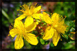 Hypericum  maculatum, Geflecktes Knabenkraut