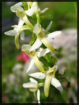 Platanthera bifolia, Weisses Breitkölbchen, 2