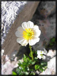 Ranunculus alpestris, Alpen-Hahnenfuss 1