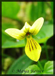 Viola biflora, Gelbes Veilchen