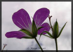 Geranium sylvaticum, Wald-Storchschnabel, 1