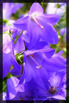 Campanula rotundifolia, Rundblättrige Glockenblume
