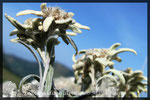 Leontopodium alpinum, Edelweiss