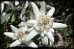 Leontopodium alpinum, Edelweiss Paar