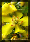 Verbascum thapsus, Echte königskerze