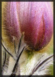 Pulsatilla vernalis, Frühlings-Anemone