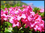 Rhododendron hirsutum, Alpenrose