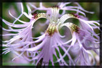 Dianthus superbus, Prachtnelke