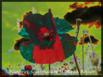 Papaver dubium, Saat-Mohn 3