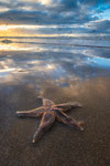 Starfish