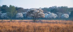 Signs of Spring