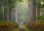 Prelude to Autumn