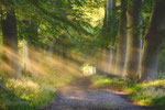 Magic Summer Morning