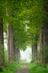 Oak Tree Lane