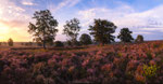 Heathland Panorama