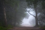 Sound of Silence
