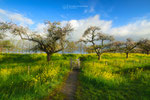 Spring in the Orchard