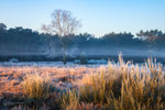 Winter Light