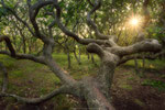 Reach for the Light