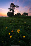 Field of Buttercups
