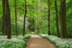 Spring Forest
