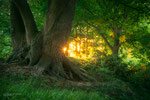 Tales of the Forest